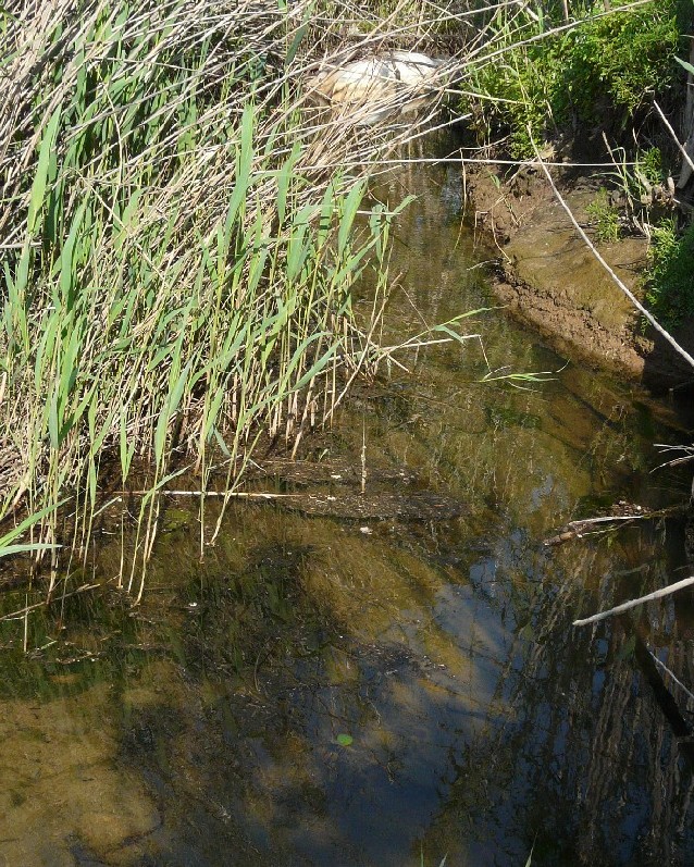 I fossi e lo stagno di Baratti (Piombino - LI)